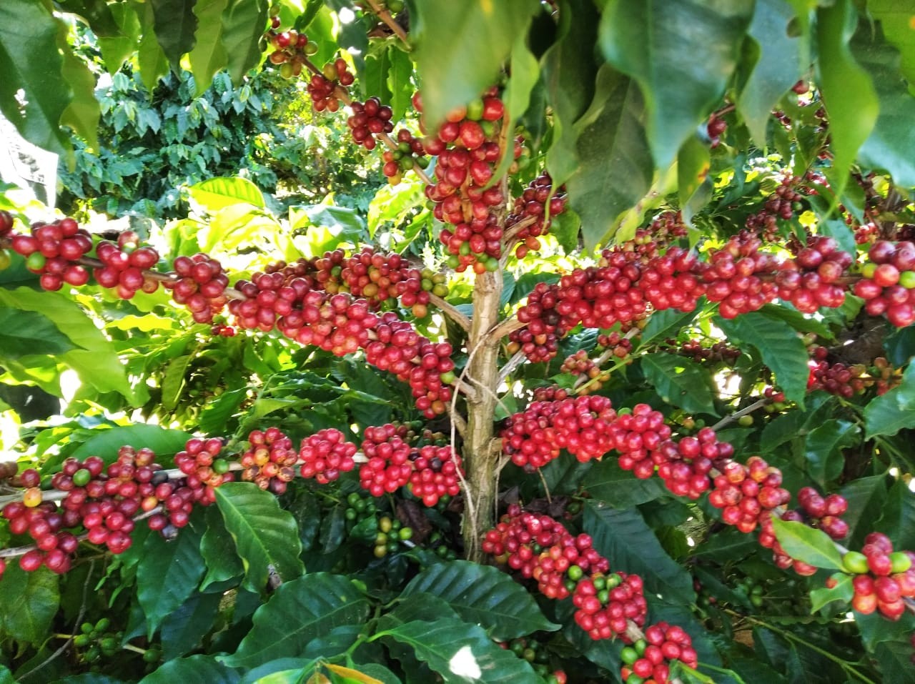 Exporta O De Caf Do Brasil Bate Recorde Em Setembro Diz Cecaf Agro Noticia