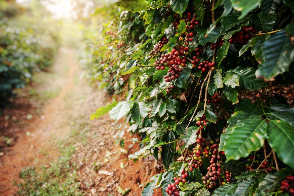 Café: Com foco nas chuvas do Brasil, arábica e conilon sobem nesta 2ª feira  - Amvac do Brasil