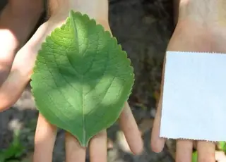 A planta usada como alternativa ao papel higiênico na África e nos EUA
