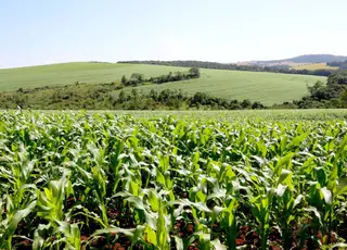 Monitoramento agrícola aponta que condições climáticas favorecem o desenvolvimento do milho 2ª safra
