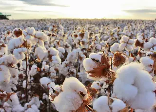 Safra de algodão chegará a 3,45 milhões toneladas, diz StoneX