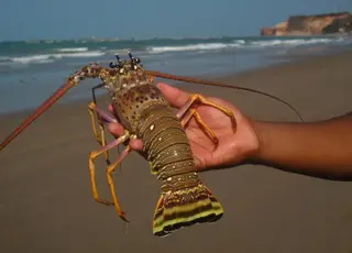 Pesca da lagosta tem limite de captura pela primeira vez