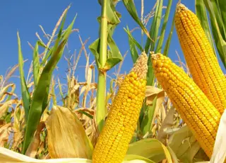CONAB - Orientações sobre acesso ao milho do Programa de Venda em Balcão no Rio Grande do Sul