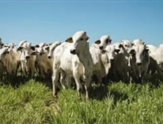 Compras de sêmen bovino cresceram 21% em 2021