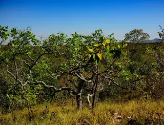 MT registra queda de 18% na taxa de desmatamento no Cerrado