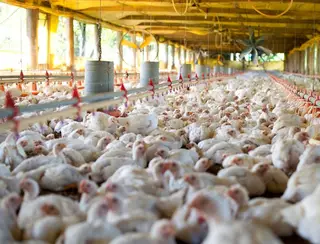 Menor oferta eleva preço do frango em novembro