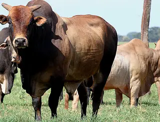 Criadores investem em melhoramento de touros e projetam futuro dos rodeios