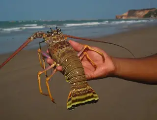 Pesca da lagosta tem limite de captura pela primeira vez