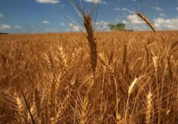 Guerra entre Rússia e Ucrânia pode estimular produção trigo na América do Sul