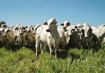 Compras de sêmen bovino cresceram 21% em 2021