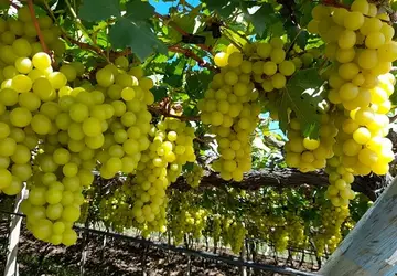 UVA/CEPEA: Demanda reduzida pressiona cotações das uvas finas em Marialva (PR)