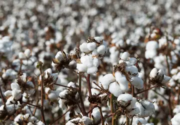 Preço da pluma do algodão cai 5,5% em julho