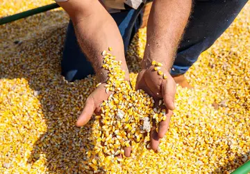 Produção paulista de milho em 2022 deve crescer 30%, para 4,8 milhões de t