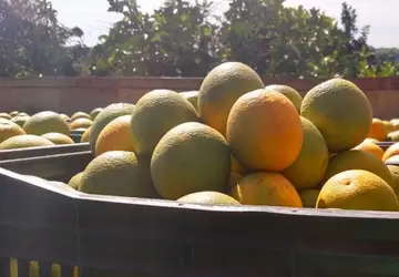 CITROS/CEPEA: Com demanda maior que oferta, preço da laranja se sustenta