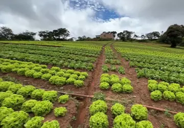 Produtores de hortaliças tentam minimizar prejuízos causados pelas chuvas