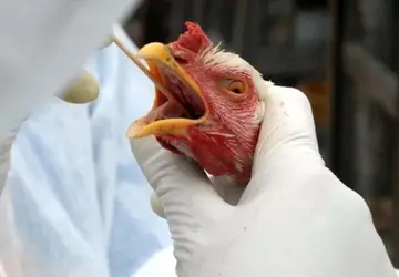 Surto de gripe aviária mata 4 mil aves no Peru