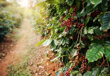 Cafeicultores de Minas Gerais preparam colheita e buscam novos clientes nos EUA