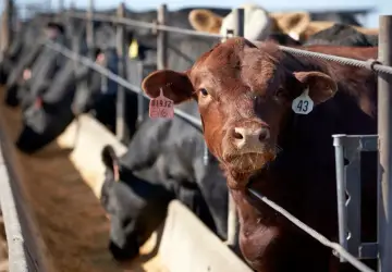 Gripe aviária já está até no leite cru, mas dúvidas sobre riscos para o gado persistem