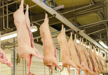 FRANGO/CEPEA: Carne de frango segue mais competitiva que a suína