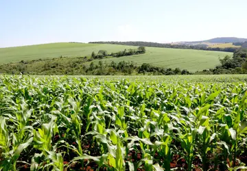 Monitoramento agrícola aponta que condições climáticas favorecem o desenvolvimento do milho 2ª safra