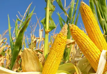 CONAB - Orientações sobre acesso ao milho do Programa de Venda em Balcão no Rio Grande do Sul