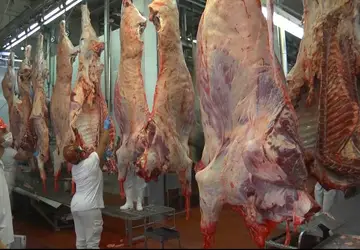 Abate de bovinos mantém em alta no Brasil