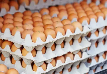 OVOS/CEPEA: Problemas logísticos impactam distribuição de ovos no RS