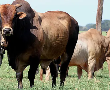 Criadores investem em melhoramento de touros e projetam futuro dos rodeios