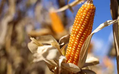 Estiagem no Paraná gera perdas de até 100% em lavouras de milho