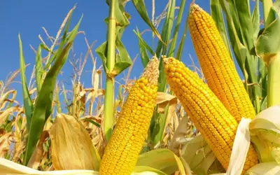 CONAB INFORMA - Orientações sobre acesso ao milho do Programa de Venda em Balcão no Rio Grande do Sul