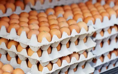 OVOS/CEPEA: Problemas logísticos impactam distribuição de ovos no RS