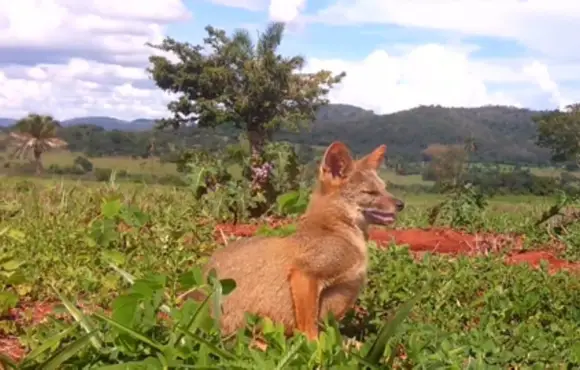 Pesquisadores e pecuaristas se unem para preservar raposinhas em Goiás