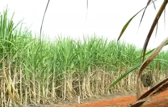 Produção de cana-de-açúcar na safra 2023/24 chega a 713,2 milhões de toneladas, a maior da série histórica