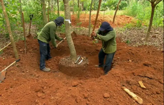 Relembre como são produzidas as árvores adultas que embelezam projetos de paisagismo