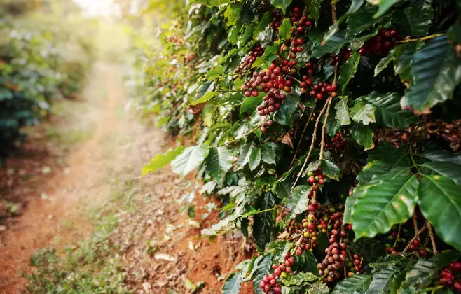 Cafeicultores de Minas Gerais preparam colheita e buscam novos clientes nos EUA