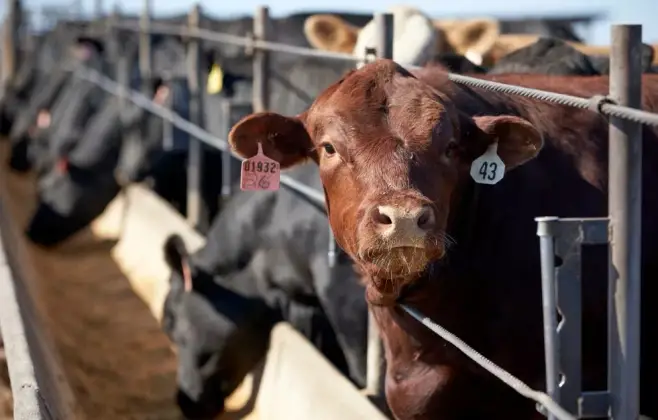 Gripe aviária já está até no leite cru, mas dúvidas sobre riscos para o gado persistem